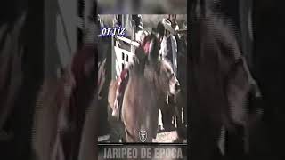 CHARRO DE PUENTE VS CENTENARIO jaripeodeepoca [upl. by Harday]