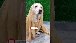 Jenny🦮🤣 Mummy VS Thappad funnycomedydogtrending shortsfeedshortlabradog ytshortviralshort [upl. by Seadon190]