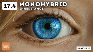 371 InheritanceMonohybrid and dihybrid AQA A level biology [upl. by Croydon]