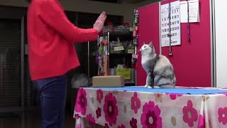 Snippet Cat imitates human in first scientific demonstration of behavior [upl. by Karola]