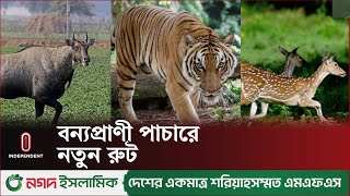 পাচার হচ্ছে নীলগাইচিতাবনরুইসহ নানা প্রাণী  Wildlife New Route  Independent TV [upl. by Cod]