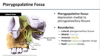 13 Pterygopalatine Fossa [upl. by Leroi772]