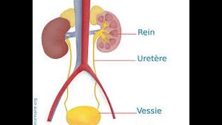 syndromes infectieux urinaires en image  Dr Astuce [upl. by Wolfort]