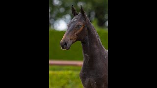 Cartello Fortune LF VDL  Cartello x Quidam de Revel [upl. by Follansbee]