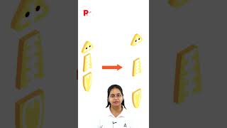 Concept of True Regeneration in Biology  Dussehra Science Connection regeneration planarian neet [upl. by Gyimah]