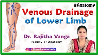 Venous Drainage of Lower Limb  Gross anatomy [upl. by Gnas]