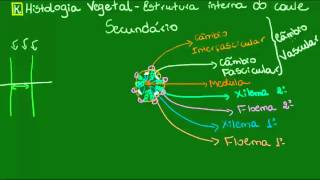 Caule secundário  Botânica  Biologia [upl. by Smailliw]