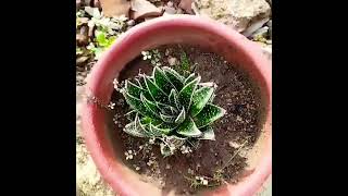 Aloe Aristata plant nature utubeshorts greencare garden flowers [upl. by Sydelle202]