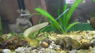 Bichir and butterfly fish aquarium [upl. by Devland]