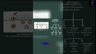 Endocytosis vs Exocytosis Understanding Cell Transport [upl. by Dehnel]