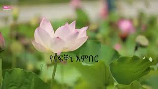 solomon haile bealti maedo ሰለሞን ሃይለ በዓልቲ ማዕዶ lyrics [upl. by Dirk]