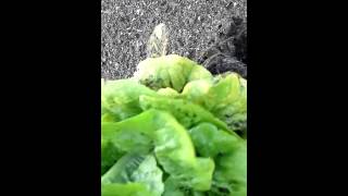 harvesting bibb lettuce [upl. by Carl568]