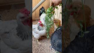 Gallinas comiendo alfalfa shortvideo gallinas [upl. by Ahseat]