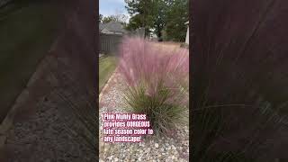 GORGEOUS Pink Muhly Grass adds amazing color to any 🏠 landscape plant fall [upl. by Leanor]