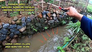 Panen Mancing di selokan Setelah Hujan Banyak ikan Jebolan Kolam LM44 [upl. by Nirad]