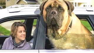 Top 10 Biggest Dogs In The World  With Funny Dog Videos By Breeds Compilation [upl. by Raquel]