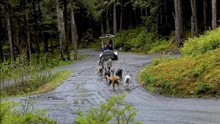 Sled Dog Discovery amp Mushers Camp  Shore Excursion  NCL [upl. by Yahs]