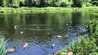 Schöne Pfingsten wünsche ich allen mit der Natur um Berlin  Panasonic HCV757 [upl. by Labanna]