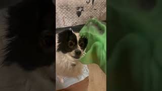 Penelope vs the Dino 🦖 doglover cute funny [upl. by Sukul]