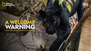 A Welcome Warning  The Real Black Panther  हिन्दी  Full Episode  S1  E1  Nat Geo Wild [upl. by Nahn]