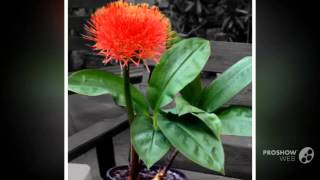 Haemanthus  garden plants [upl. by Nolaf]