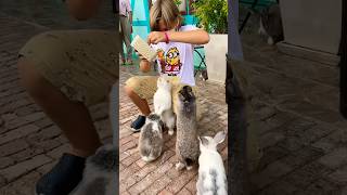 Funny Feeding rabbits 🐇 🐰 funny short feeding [upl. by Ivz]