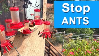 NO Ants on Hummingbird Feeder if you DO This  Easy DIY Ant Moat Deep Dish Water Bath for Container [upl. by Ibrad]