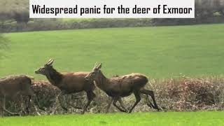 Devon and Somerset Staghounds cause widespead deer disturbance [upl. by Ifen]