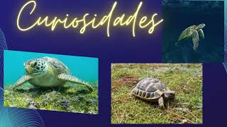 Vertebrados con caparazón Tortugas [upl. by Fine]