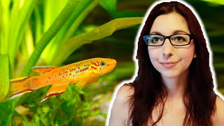 Killifish Beginner Care Guide  Get To Know The Killifish [upl. by Shanley]