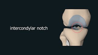 Arabic Chapter 5  Lesson 13  Intercondylar  الشق بين اللقمتين في الركبة  تشريح وتصوير [upl. by Kelcie]