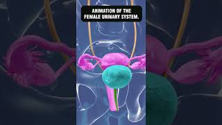 ANIMATION OF THE FEMALE URINARY SYSTEM 3danimation [upl. by Kirkpatrick]