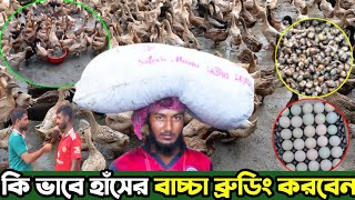 কি ভাবে 🦆হাঁসের বাচ্চা 🐣ব্রিডিং করবেন । হাঁস পালন পদ্ধতি । Duck farming 🐚শামুক নিতে 📞 01788458024 [upl. by Kahl]