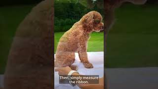 How to Measure Your Puppy or Dog For a StepIn No Pull Harness Video [upl. by Yremrej]