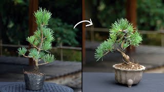 Creating a Pine Bonsai [upl. by Enalda784]