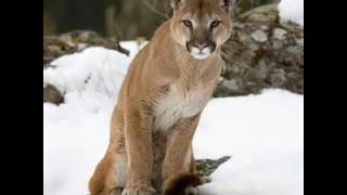 Cougar Growls Real Sounds [upl. by Spanos]