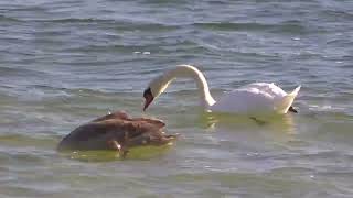 Lake BellaireThe swan family hanging out in front again11924 [upl. by Santini]