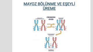 Mayoz bölünme ve Eşeyli üreme  10sinif  yks2025 biology tytbiyoloji mayoz [upl. by Rimma777]