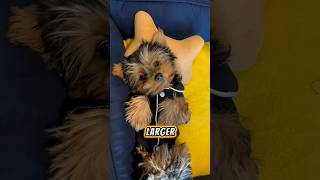 Cutest Yorkshire Terriers Compilation 🐶 [upl. by Hach333]