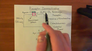 Receptor Desensitization Part 1 [upl. by Cordova681]