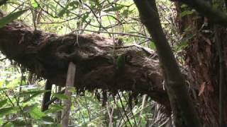 Redcrowned parakeets first flight [upl. by Anselmo954]