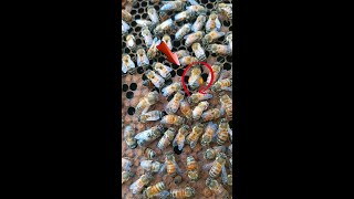 How Bee Collect Pollen and Place it in the cell honey beekeeping beekeeperslife [upl. by Jarrad]