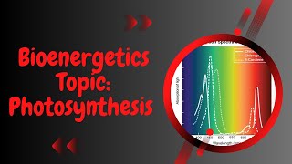 Photosynthetic Pigments l Bioenergetics l XI biology l part 2 [upl. by Faunia]