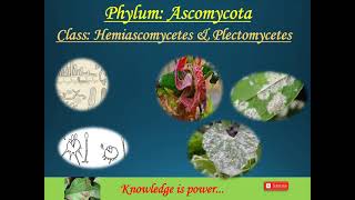 Phylum Ascomycota Part5 Class Hemiascomycetes and Plectomycetes [upl. by Nylteak59]