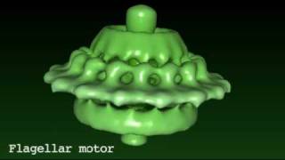 Flagellar motor [upl. by Courtnay]