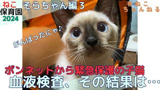 【保護猫動画】『ねこ保育園2024』ボンネットから緊急保護の子猫‼ 血液検査その結果は！？ cat protectioncat babycat [upl. by Neufer968]