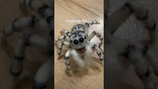 Chrysilla versicolor cute かわいい jumpingspiders ハエトリグモ 寵物跳蛛 salticidae 跳蛛 hunter [upl. by Anik407]