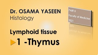 Lymphoid Tissue 1 Thymus [upl. by Klayman]