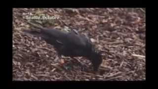 Documentaire Les Corbeaux ont ils une Cervelle Doiseau [upl. by Nicoli926]