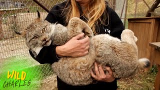 Canadian Lynx [upl. by Aninaig377]